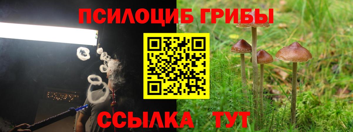 Псилоцибиновые грибы Cubensis Коркино